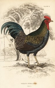 Gallus gallus javanicus