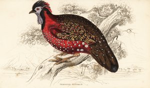 Tragopan satyr o fagiano cornuto cremisi, Tragopan satyra (Tragopan del Nepal, Tragopan satyrus) da William Home Lizars