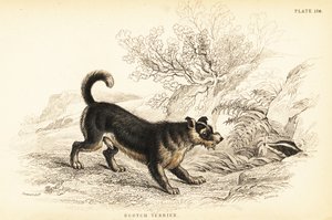 Terrier scozzese o terrier scozzese, Canis lupus familiaris (Canis terrarius) da William Home Lizars