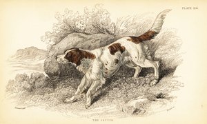 Setter, Canis lupus familiaris (Canis index) da William Home Lizars