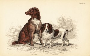 Setter e cocker spaniel, Canis lupus familiaris da William Home Lizars