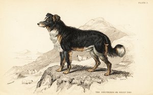 Cane da pastore o cane da pecora, Canis lupus familiaris (Canis domesticus) da William Home Lizars