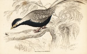 Fagiano argentato, Lophura nycthemera (Phasianus nycthemerus)