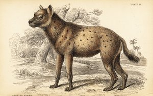 Iena maculata o iena che ride, Crocuta crocuta (Hyaena crocuta) da William Home Lizars