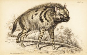 Iena striata, Hyaena hyaena da William Home Lizars