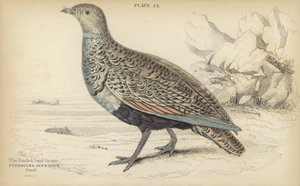 Il gallo della sabbia a bande da William Home Lizars