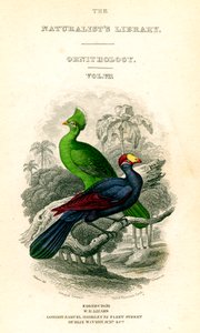 La Biblioteca dei Naturalisti, Ornitologia, Turaco del Senegal, Mangiatore di Piantaggine Viola, c1833-1865 da William Home Lizars