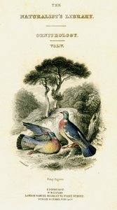 La Biblioteca dei Naturalisti, Ornitologia Vol V, Piccione ad Anello, c1833-1865 da William Home Lizars