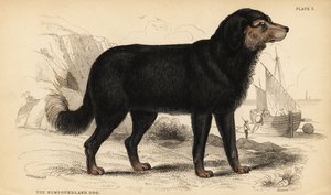 Cane di Terranova da William Home Lizars