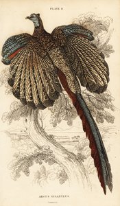 Grande argus, Argusianus argus (Fagiano argus o argus gigante, Argus giganteus) da William Home Lizars
