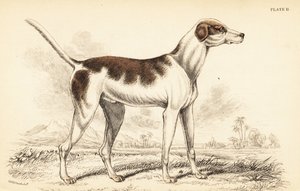 Levriero orientale, Canis lupus familiaris da William Home Lizars