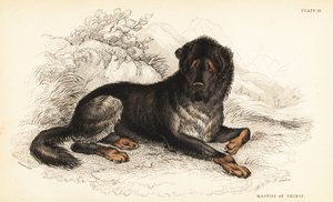 Mastino tibetano, Canis lupus familiaris (Mastino del Tibet, Canis urcani) da William Home Lizars