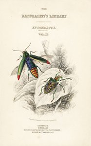 Frontespizio con vignetta del coleottero gioiello, Chrysochroa fulminans, e del coleottero diamante con ali a macchie, Curculio splendens