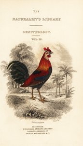 Frontespizio con vignetta del gallo rosso della giungla (Giavanese), Gallus gallus bankiva da William Home Lizars