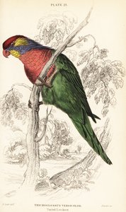 Lorichetti variopinti, Psitteuteles versicolor