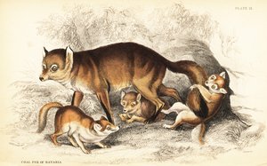 Varietà di volpe rossa, Vulpes vulpes, con cuccioli (Volpe di carbone della Baviera, Vulpes alopex) da William Home Lizars
