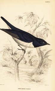 Storno dal dorso viola, Cinnyricinclus leucogaster (Gracchio dal corpo bianco, Lamprotornis leucogaster) da William Home Lizars