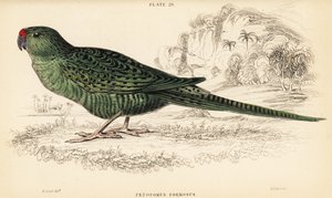 Pappagallo terricolo occidentale, Pezoporus flaviventris da William Home Lizars