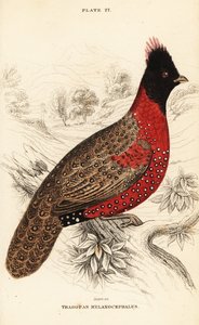 Tragopan occidentale o tragopan cornuto occidentale, Tragopan melanocephalus da William Home Lizars