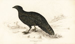 Tragopan occidentale o tragopan cornuto occidentale, femmina, Tragopan melanocephalus da William Home Lizars