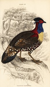 Tragopano occidentale o tragopano cornuto occidentale, maschio, Tragopan melanocephalus da William Home Lizars