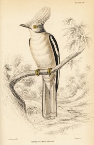 Prionops plumatus