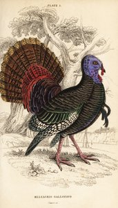Tacchino selvatico, maschio, Meleagris gallopavo da William Home Lizars