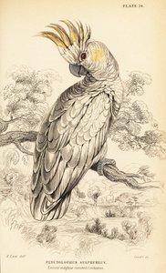 Cacatua crestagialla, Cacatua sulphurea