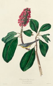 Cacciatore di mosche di Bonaparte da William Home Lizars after John James Audubon