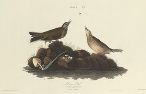 Allodola bruna da William Home Lizars after John James Audubon