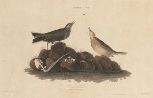 Allodola bruna da William Home Lizars after John James Audubon
