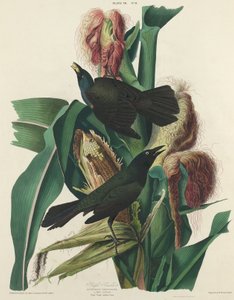 Gracula Porpora