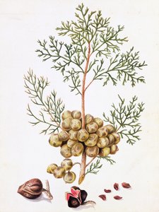 Foglia e Noci di Cipresso da William Hooker