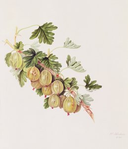 Uva spina verde, 1815
