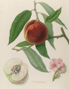 Nettarina: Neals Early Purple da William Hooker