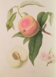 Pesca Noblesse da William Hooker