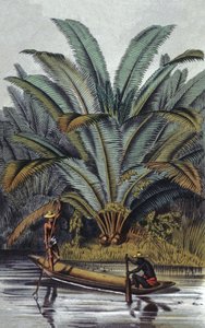 Palma da William Hooker