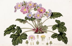 Primula Sinensis, 1821-1826