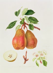 La pera Chaumontelle da William Hooker