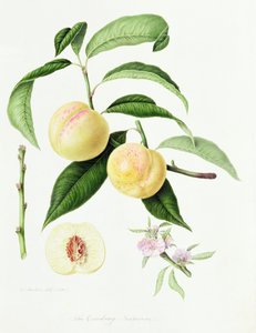 La Nettarina di Conudray