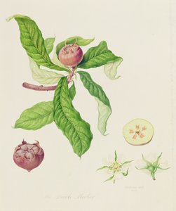 La nespola olandese, 1816 da William Hooker