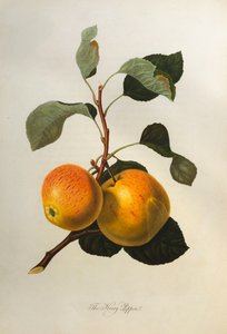 Il Kerry Pippin, da "Pomona Londinensis"