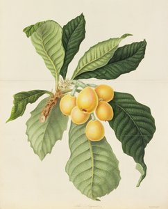 Il nespolo