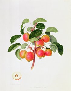 Il melo selvatico tartaro, 1819 da William Hooker