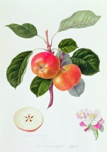 La mela di Trumpington, 1819