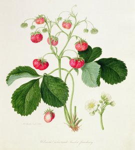 Fragola scarlatta di Wilmot, 1820 da William Hooker