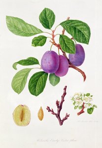 Prugna Violetto Precoce di Wilmot