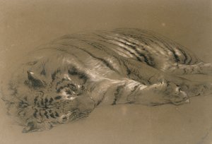 Una tigre che dorme, 1876 da William Huggins