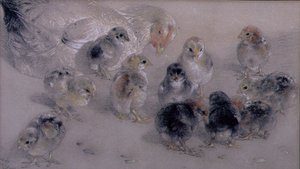 Studio di polli