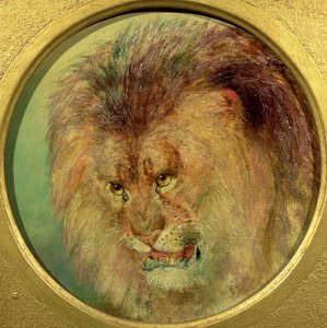 Studio di un leone